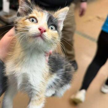 Extra Toes Cat Hemingway Polydactyl Cats Available for Adoption in Gadsden, Alabama - Zinnia 1 | PetCurious