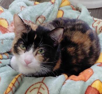Tortoiseshell Cats Available for Adoption in Landenberg, Pennsylvania - Inky | PetCurious
