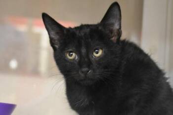 Lexie -  Domestic Short Hair Cat for Adoption in Kansas City, Missouri - Lexie | PetCurious