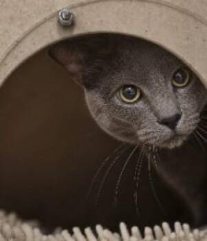 SHINJU -  Domestic Short Hair Cat for Adoption in Derwood, Maryland - SHINJU | PetCurious