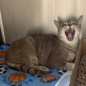 Domestic Short Hair Cats Available for Adoption in La Grange, Kentucky - Desi | PetCurious