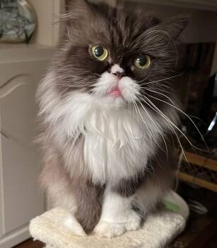 Mochi -  Persian Cat for Adoption in Theodore, Alabama - Mochi | PetCurious