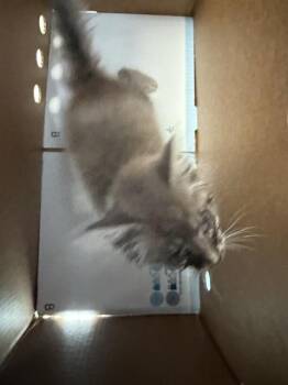 A376659 -  Domestic Long Hair Cat for Adoption in Stockton, California - A376659 | PetCurious