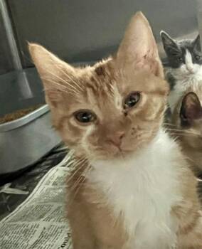 MORGAN -  Domestic Short Hair Cat for Adoption in Houston, Texas - MORGAN | PetCurious