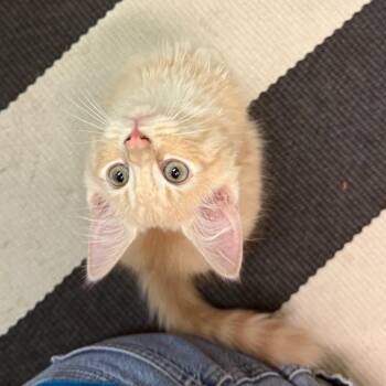 Nutmeg - Butler Campus -  Domestic Medium Hair Cat for Adoption in Flagstaff, Arizona - Nutmeg - Butler Campus | PetCurious