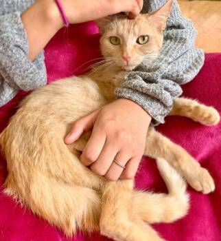 Rescue Domestic Short Hair Cats for Adoption in Glen Raven, North Carolina - GINGERSNAP | PetCurious