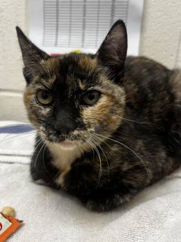 Yip -  Domestic Short Hair Cat for Adoption in Santa Rosa, California - Yip | PetCurious
