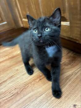 Little Priss -  Domestic Short Hair Cat for Adoption in Edmond, Oklahoma - Little Priss | PetCurious