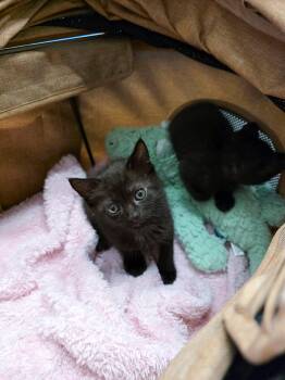 Lisa -  Domestic Short Hair Cat for Adoption in New Orleans, Louisiana - Lisa | PetCurious