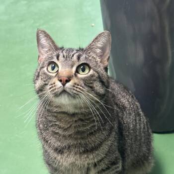 Chickpea -  Domestic Short Hair Cat for Adoption in West Olive, Michigan - Chickpea | PetCurious