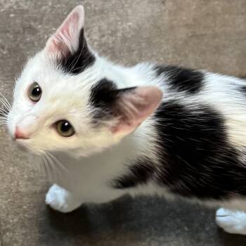 Domestic Short Hair Cats Available for Adoption - Popeye | PetCurious