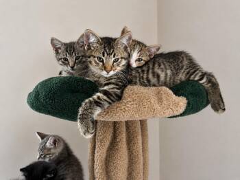 Fig -  Tiger Cat for Adoption in West Hollywood, California - Fig | PetCurious