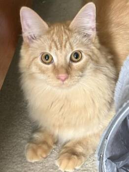 CP - NC Ollie -  Maine Coon and Domestic Long Hair Cat for Adoption in Hazlet, New Jersey - CP - NC Ollie | PetCurious