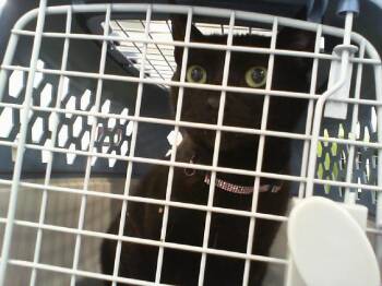 BOO -  Domestic Short Hair Cat for Adoption in Charlotte, North Carolina - BOO | PetCurious