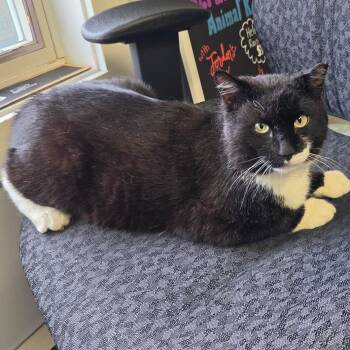 Domestic Short Hair Cats Available for Adoption in Warwick, Rhode Island - Extension Cord | PetCurious