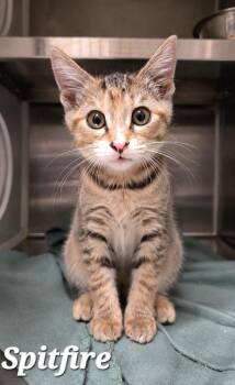 Spitfire -  Domestic Short Hair Cat for Adoption in Sidney, Ohio - Spitfire | PetCurious