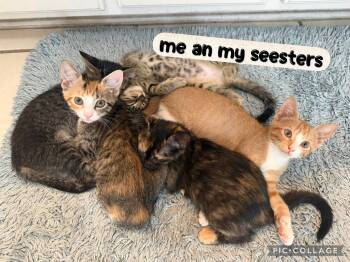 Orangey -  Tabby and Domestic Short Hair Cat for Adoption in Pensacola, Florida - Orangey | PetCurious