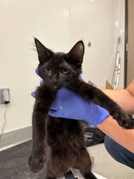 Rescue Domestic Medium Hair Cats for Adoption in Ontario, California - SASHA | PetCurious