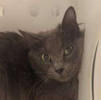 Alice -  Domestic Long Hair Cat for Adoption in Golden, Colorado - Alice | PetCurious