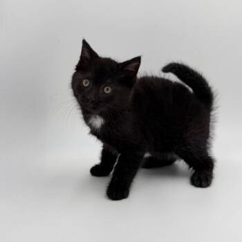 Yogurt -  Domestic Short Hair Cat for Adoption in State College, Pennsylvania - Yogurt | PetCurious