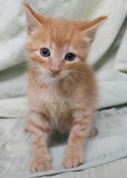 Tug -  Domestic Medium Hair Cat for Adoption in Thief River Falls, Minnesota - Tug | PetCurious