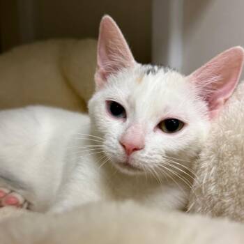 Kapono -  Domestic Short Hair Cat for Adoption in Redwood City, California - Kapono | PetCurious