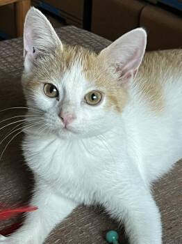 Edison -  Domestic Short Hair Cat for Adoption in Wheaton, Illinois - Edison | PetCurious