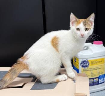 Tara -  Domestic Short Hair Cat for Adoption in Yankton, South Dakota - Tara | PetCurious