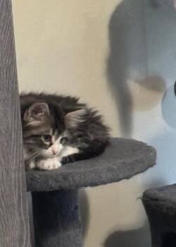 Bellair -  Domestic Long Hair Cat for Adoption in Mokena, Illinois - Bellair | PetCurious