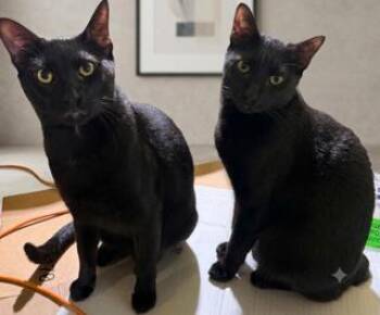 Bean -  Domestic Short Hair Cat for Adoption in Tampa, Florida - Bean | PetCurious