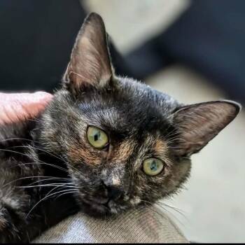 Freckles - A Gentle Sweetheart -  Tortoiseshell Cat Available for Adoption in Hamilton, Ontario - Freckles - A Gentle Sweetheart | PetCurious