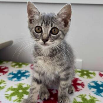 Rose Nylund -  Domestic Short Hair Cat for Adoption in Brownsboro, Alabama - Rose Nylund | PetCurious