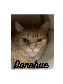 Rescue Domestic Short Hair Cats for Adoption in Pierceton, Indiana - Donohue | PetCurious