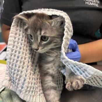 England -  Domestic Short Hair Cat for Adoption in Pasadena, California - England | PetCurious
