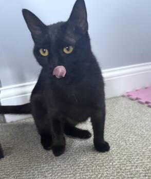 Domestic Short Hair Cats Available for Adoption in Nashville, Tennessee - Onyx | PetCurious
