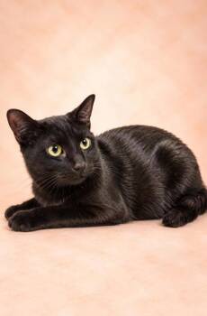 Shadow -  Domestic Short Hair Cat for Adoption in Fresno, California - Shadow | PetCurious