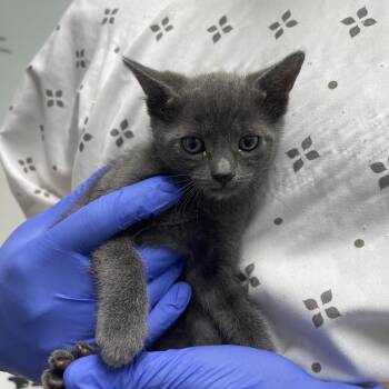 Peni -  Domestic Short Hair Cat for Adoption in Lakewood, California - Peni | PetCurious