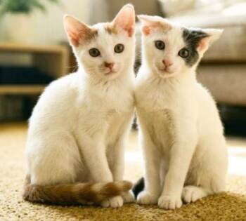 Star and Sky -  American Shorthair Cat for Adoption in Union City, New Jersey - Star And Sky | PetCurious