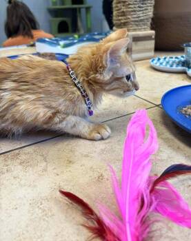 Rescue Domestic Short Hair Cats for Adoption in Pegram, Tennessee - KIRK | PetCurious