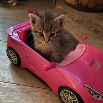 Maci -  Domestic Short Hair Cat for Adoption in Johnson City, Tennessee - Maci | PetCurious