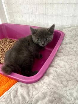 Domestic Short Hair Cats Available for Adoption in Brookings, Oregon - Fletch | PetCurious