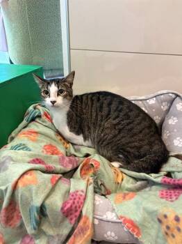 THOMAS -  Domestic Short Hair Cat for Adoption in Forney, Texas - THOMAS | PetCurious