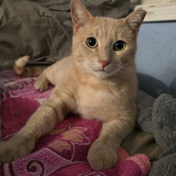 Rescue Domestic Short Hair Cats for Adoption in Los Angeles, California - Ollie | PetCurious