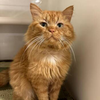 Domestic Medium Hair Cats Available for Adoption in Chicago, Illinois - Smoosh | PetCurious