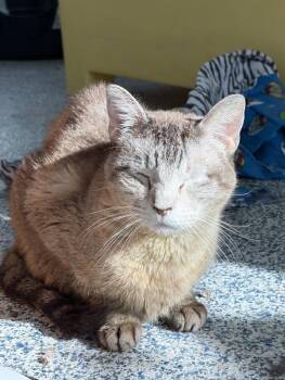 Sniper -  Domestic Short Hair Cat for Adoption in Golden, Colorado - Sniper | PetCurious