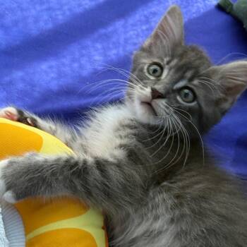 Tai -  Domestic Medium Hair Cat for Adoption in San Diego, California - Tai | PetCurious