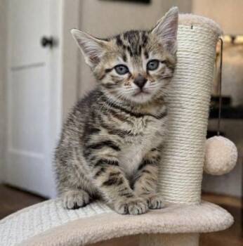Domestic Short Hair Cats Available for Adoption in Fort Worth, Texas - Frappe | PetCurious