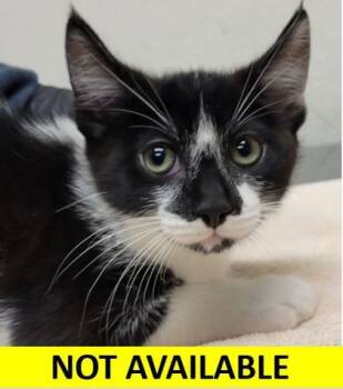 Rescue Domestic Short Hair Cats for Adoption in Eugene, Oregon - Oregano | PetCurious