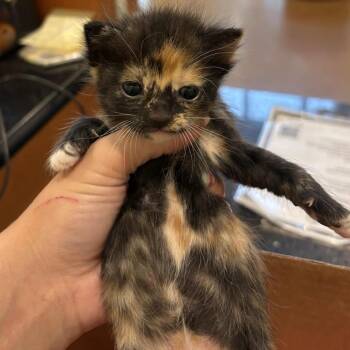 Ginny -  Domestic Short Hair Cat for Adoption in Lynchburg, Virginia - Ginny | PetCurious