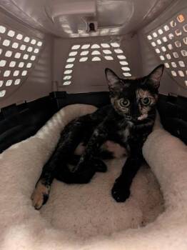 Manches -  Domestic Short Hair Cat for Adoption in Atlanta, Georgia - Manches | PetCurious